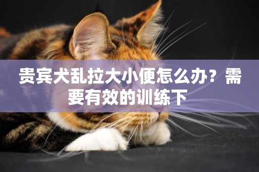 貴賓犬亂拉大小便怎么辦？需要有效的訓練下 
