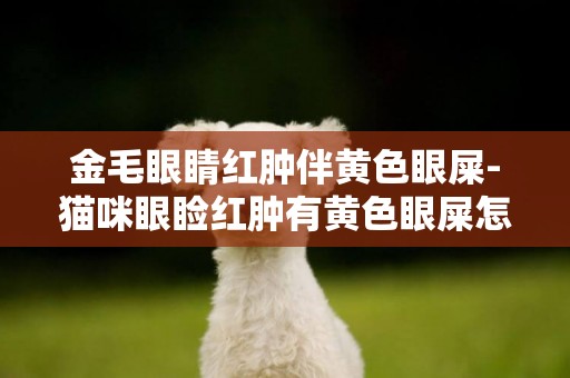 金毛眼睛紅腫伴黃色眼屎-貓咪眼瞼紅腫有黃色眼屎怎么辦