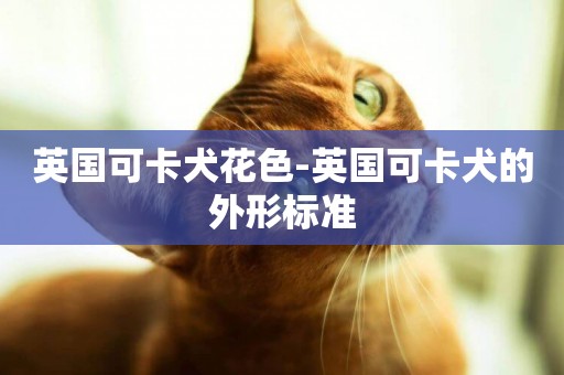 英國可卡犬花色-英國可卡犬的外形標準