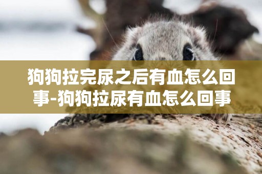 狗狗拉完尿之后有血怎么回事-狗狗拉尿有血怎么回事