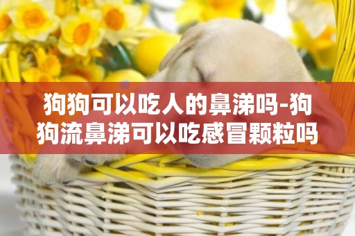 狗狗可以吃人的鼻涕嗎-狗狗流鼻涕可以吃感冒顆粒嗎