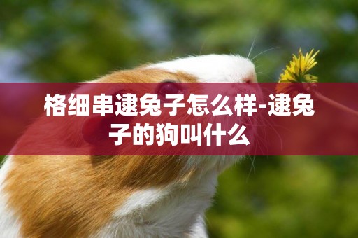 格細串逮兔子怎么樣-逮兔子的狗叫什么