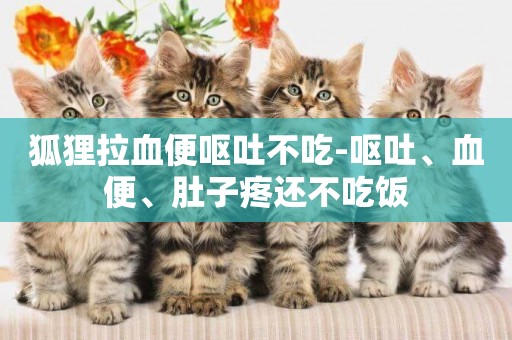狐貍拉血便嘔吐不吃-嘔吐、血便、肚子疼還不吃飯