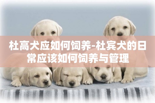 杜高犬應如何飼養-杜賓犬的日常應該如何飼養與管理