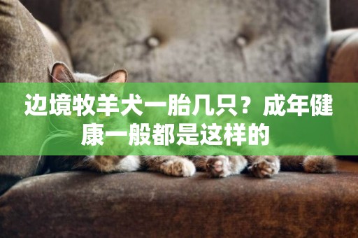 邊境牧羊犬一胎幾只？成年健康一般都是這樣的 