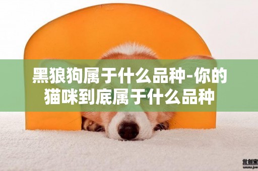 黑狼狗屬于什么品種-你的貓咪到底屬于什么品種