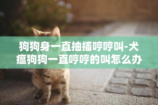 狗狗身一直抽搐哼哼叫-犬瘟狗狗一直哼哼的叫怎么辦