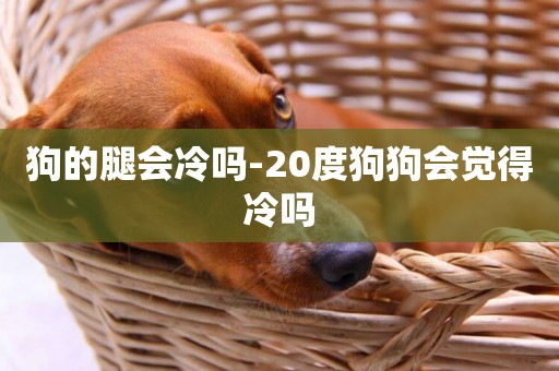 狗的腿會冷嗎-20度狗狗會覺得冷嗎