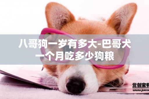 八哥狗一歲有多大-巴哥犬一個月吃多少狗糧