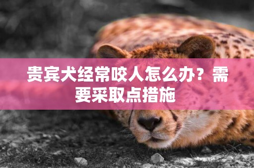 貴賓犬經常咬人怎么辦？需要采取點措施 