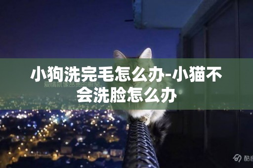 小狗洗完毛怎么辦-小貓不會洗臉怎么辦