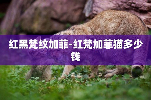 紅黑梵紋加菲-紅梵加菲貓多少錢