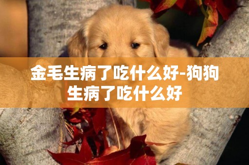 金毛生病了吃什么好-狗狗生病了吃什么好