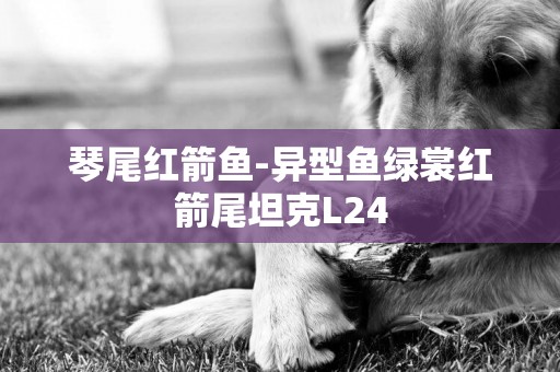 琴尾紅箭魚-異型魚綠裳紅箭尾坦克L24