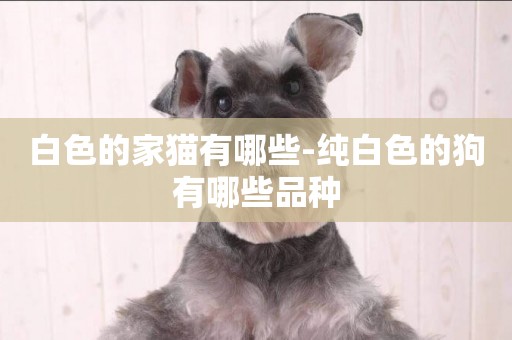 白色的家貓有哪些-純白色的狗有哪些品種