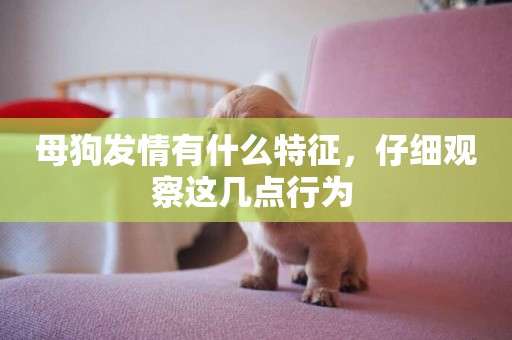 母狗發情有什么特征，仔細觀察這幾點行為 