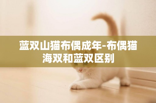 藍雙山貓布偶成年-布偶貓海雙和藍雙區別