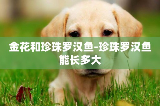 金花和珍珠羅漢魚-珍珠羅漢魚能長多大