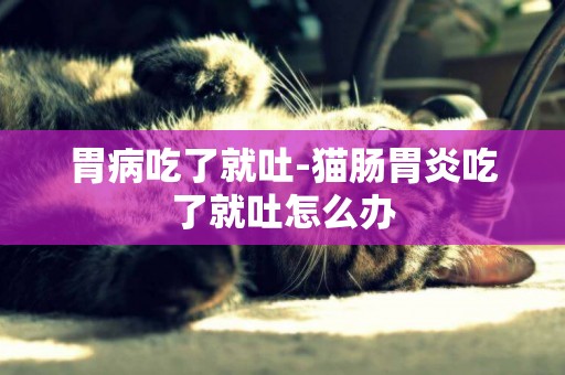 胃病吃了就吐-貓腸胃炎吃了就吐怎么辦