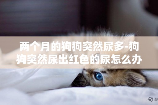 兩個月的狗狗突然尿多-狗狗突然尿出紅色的尿怎么辦