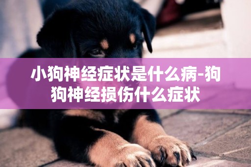 小狗神經癥狀是什么病-狗狗神經損傷什么癥狀