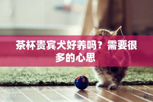 茶杯貴賓犬好養嗎？需要很多的心思 