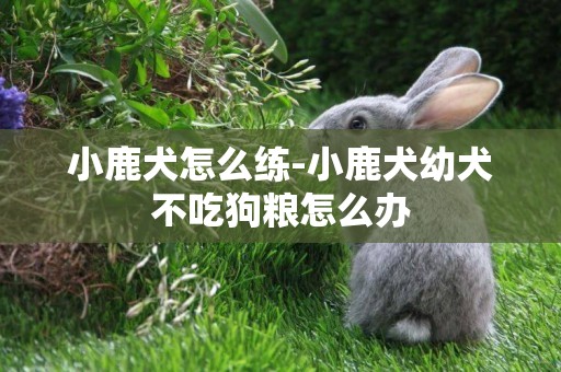小鹿犬怎么練-小鹿犬幼犬不吃狗糧怎么辦