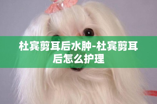 杜賓剪耳后水腫-杜賓剪耳后怎么護理