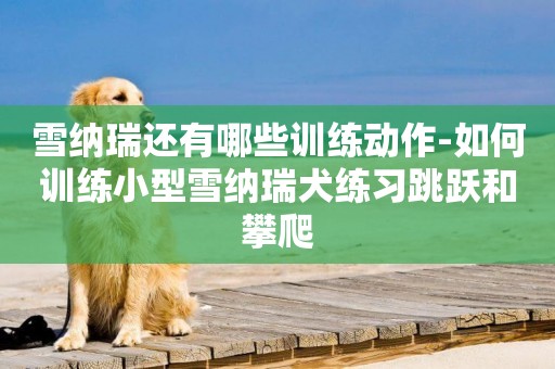 雪納瑞還有哪些訓練動作-如何訓練小型雪納瑞犬練習跳躍和攀爬