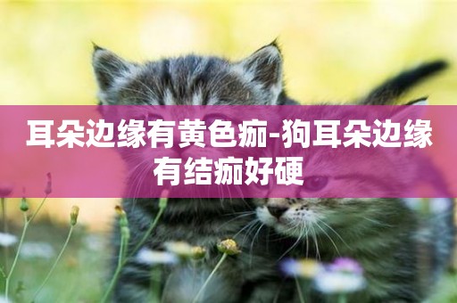 耳朵邊緣有黃色痂-狗耳朵邊緣有結痂好硬