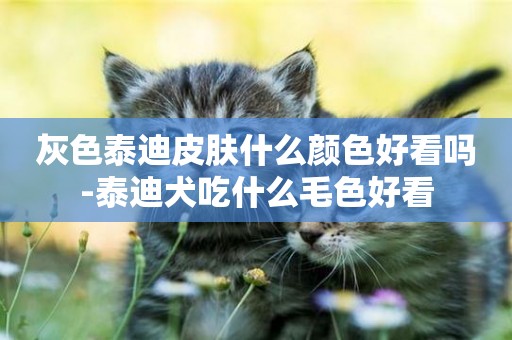 灰色泰迪皮膚什么顏色好看嗎-泰迪犬吃什么毛色好看