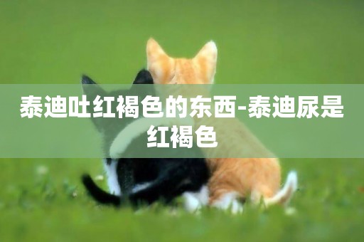 泰迪吐紅褐色的東西-泰迪尿是紅褐色