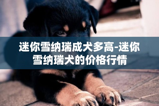 迷你雪納瑞成犬多高-迷你雪納瑞犬的價格行情
