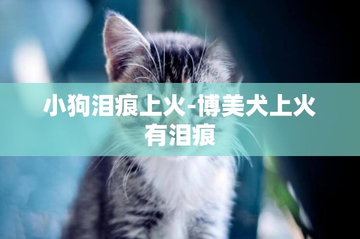 小狗淚痕上火-博美犬上火有淚痕