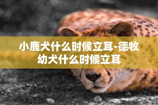 小鹿犬什么時候立耳-德牧幼犬什么時候立耳