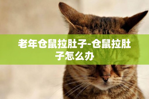 老年倉鼠拉肚子-倉鼠拉肚子怎么辦