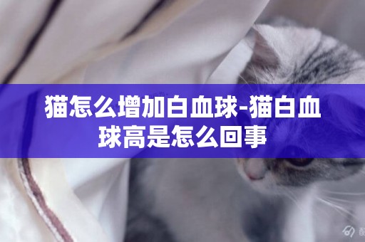 貓怎么增加白血球-貓白血球高是怎么回事