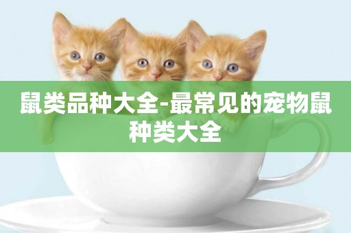 鼠類品種大全-最常見的寵物鼠種類大全