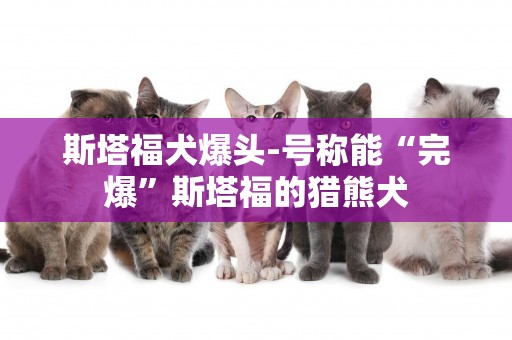 斯塔福犬爆頭-號稱能“完爆”斯塔福的獵熊犬