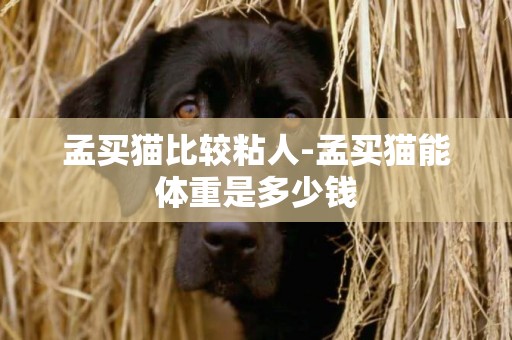 孟買貓比較粘人-孟買貓能體重是多少錢