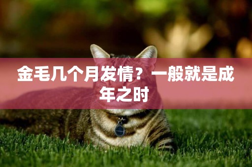 金毛幾個月發情？一般就是成年之時 