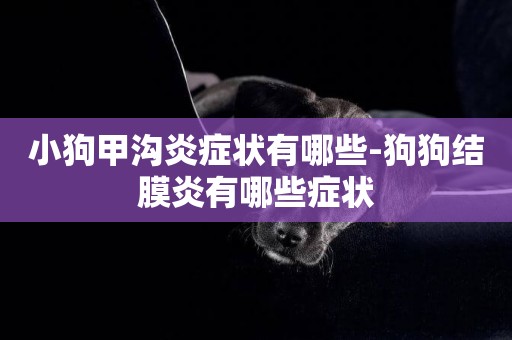 小狗甲溝炎癥狀有哪些-狗狗結膜炎有哪些癥狀