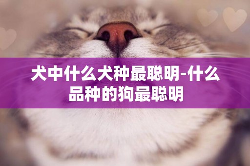 犬中什么犬種最聰明-什么品種的狗最聰明