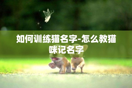如何訓練貓名字-怎么教貓咪記名字