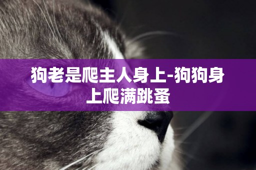 狗老是爬主人身上-狗狗身上爬滿跳蚤