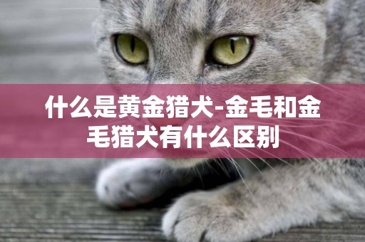 什么是黃金獵犬-金毛和金毛獵犬有什么區別