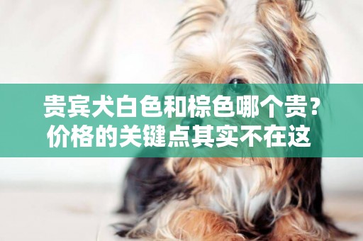 貴賓犬白色和棕色哪個貴？價格的關鍵點其實不在這 