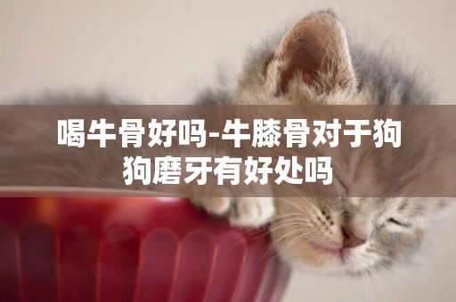 喝牛骨好嗎-牛膝骨對于狗狗磨牙有好處嗎