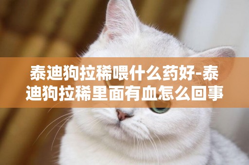 泰迪狗拉稀喂什么藥好-泰迪狗拉稀里面有血怎么回事