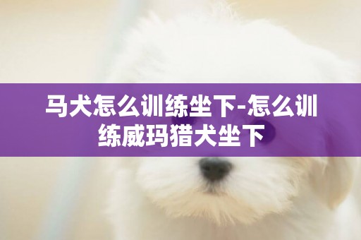 馬犬怎么訓練坐下-怎么訓練威瑪獵犬坐下